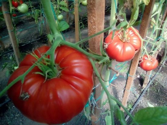 Poza cu Rasaduri de Rosii " Rosia bunicii "