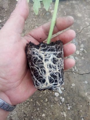 Poza cu Rasaduri de rosii " Rosie de gradina roz "