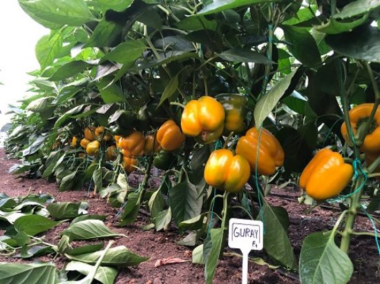 Poza cu Rasaduri de Ardei gras portocaliu Guray F1
