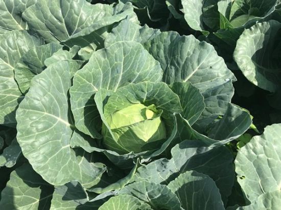 Poza cu Rasaduri de Varza extratimpurie Jetma F1