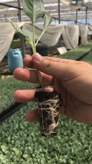 Poza cu Rasaduri de Varza extratimpurie Jetma F1