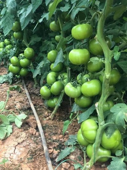 Poza cu Rasaduri de rosii Ozkan F1