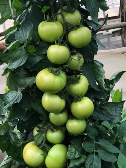 Poza cu Seminte de rosii Ozkan F1