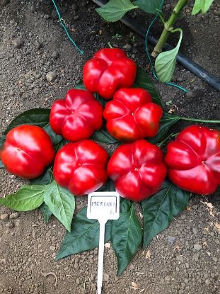 Seminte de gogosar Mercury F1