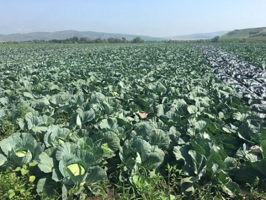 Poza cu Rasaduri de Varza de toamna Beverly Hills F1, Caruso F1 si Supreme Queen F1