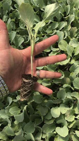 Poza cu Rasaduri de Varza de toamna Beverly Hills F1, Caruso F1 si Supreme Queen F1