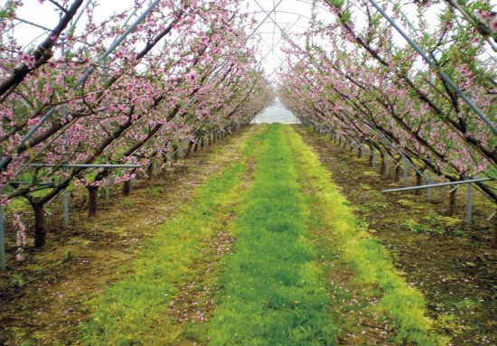 Poza cu Folie pentru solar 180 microni Pati Italia
