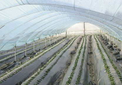 Poza cu Folie de mulcire biodegradabila