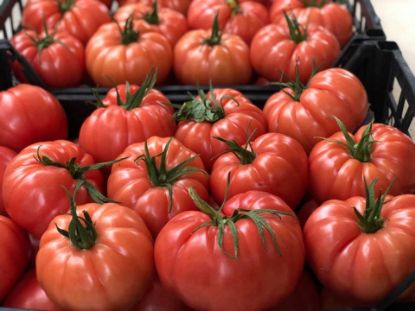 Seminte de rosii roz crete Leroxy F1