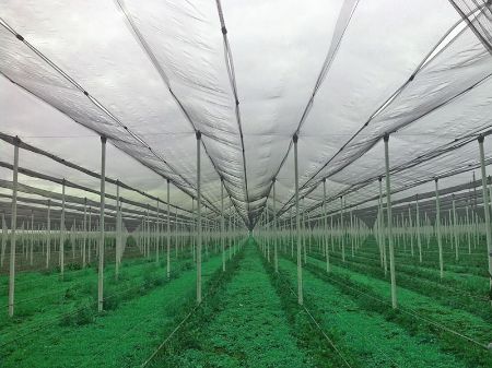 Poza pentru categoria Plasa Antigrindina