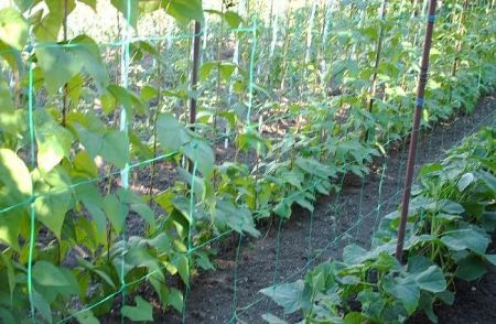 Poza pentru categoria Plasa Sustinere Plante