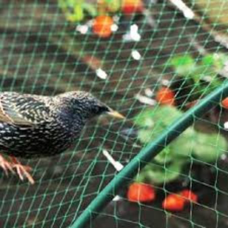 Poza pentru categoria Plasa contra Pasari