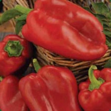 Poza pentru categoria Seminte Ardei Kapia, Gogosar