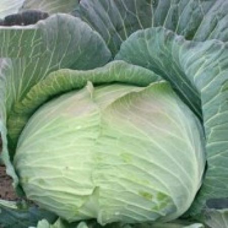 Poza pentru categoria Seminte de Varza Alba