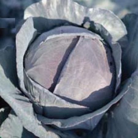 Poza pentru categoria Seminte de Varza Rosie