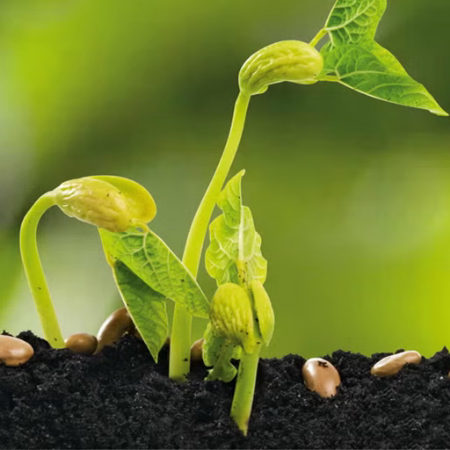 Poza pentru categoria Rasaduri Romanesti